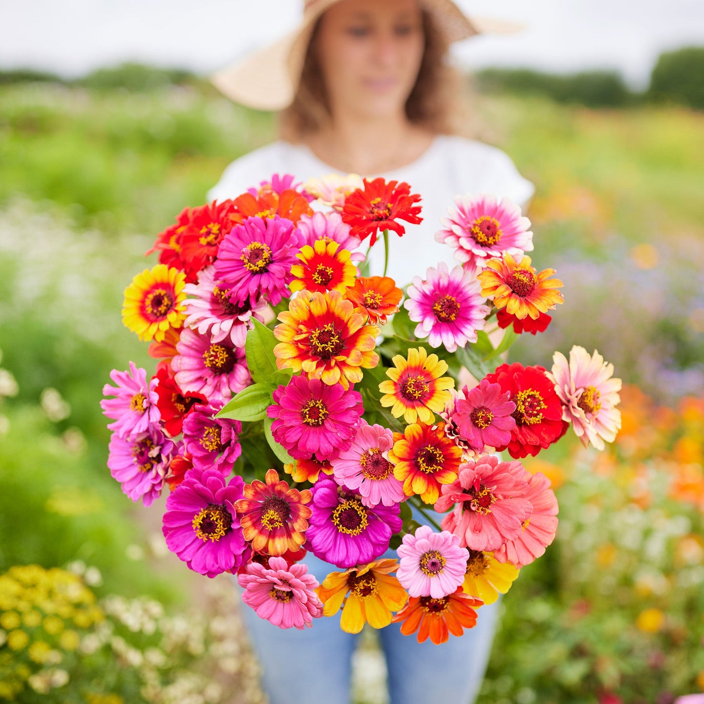 zinnia carrousel