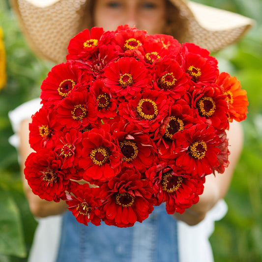 zinnia cherry queen