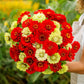 zinnia christmas in july mix