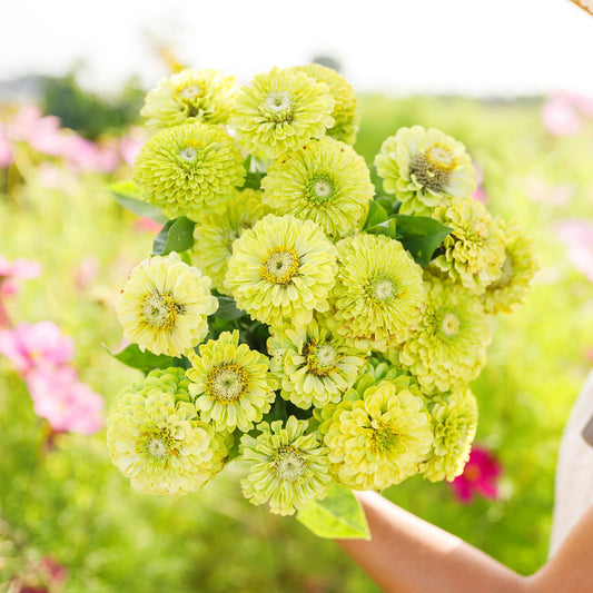 zinnia envy