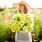 zinnia envy