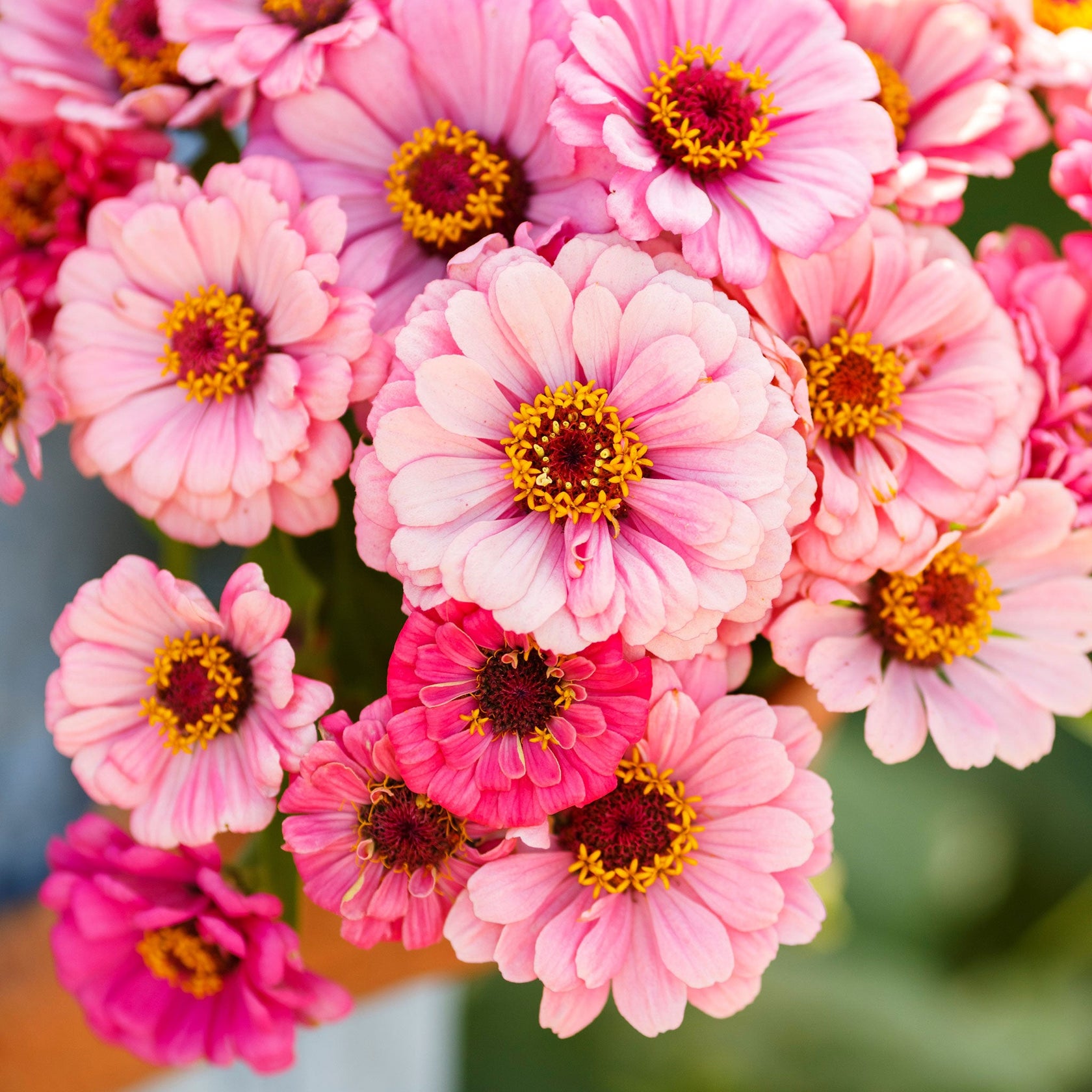 Bulk Zinnia Seeds Exquisite Bulk Seed Store