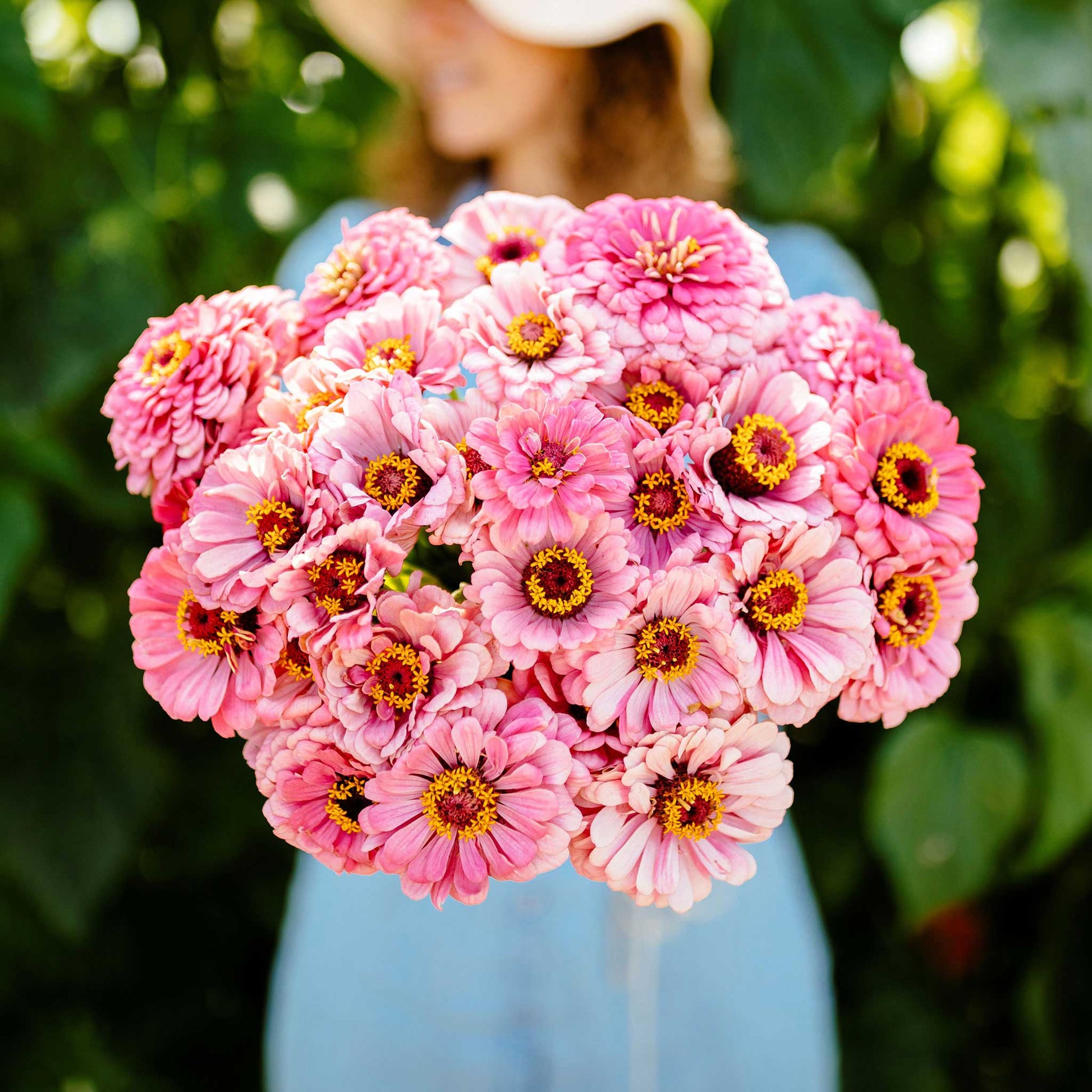 bulk zinnia flower seeds Bulk Zinnia Seeds - Illumination