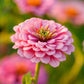 illumination zinnia 