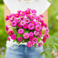 purple lilliput zinnia 