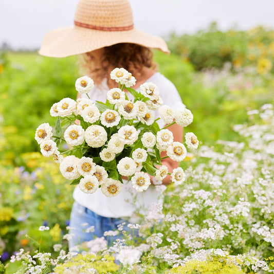 white lilliput zinnia 