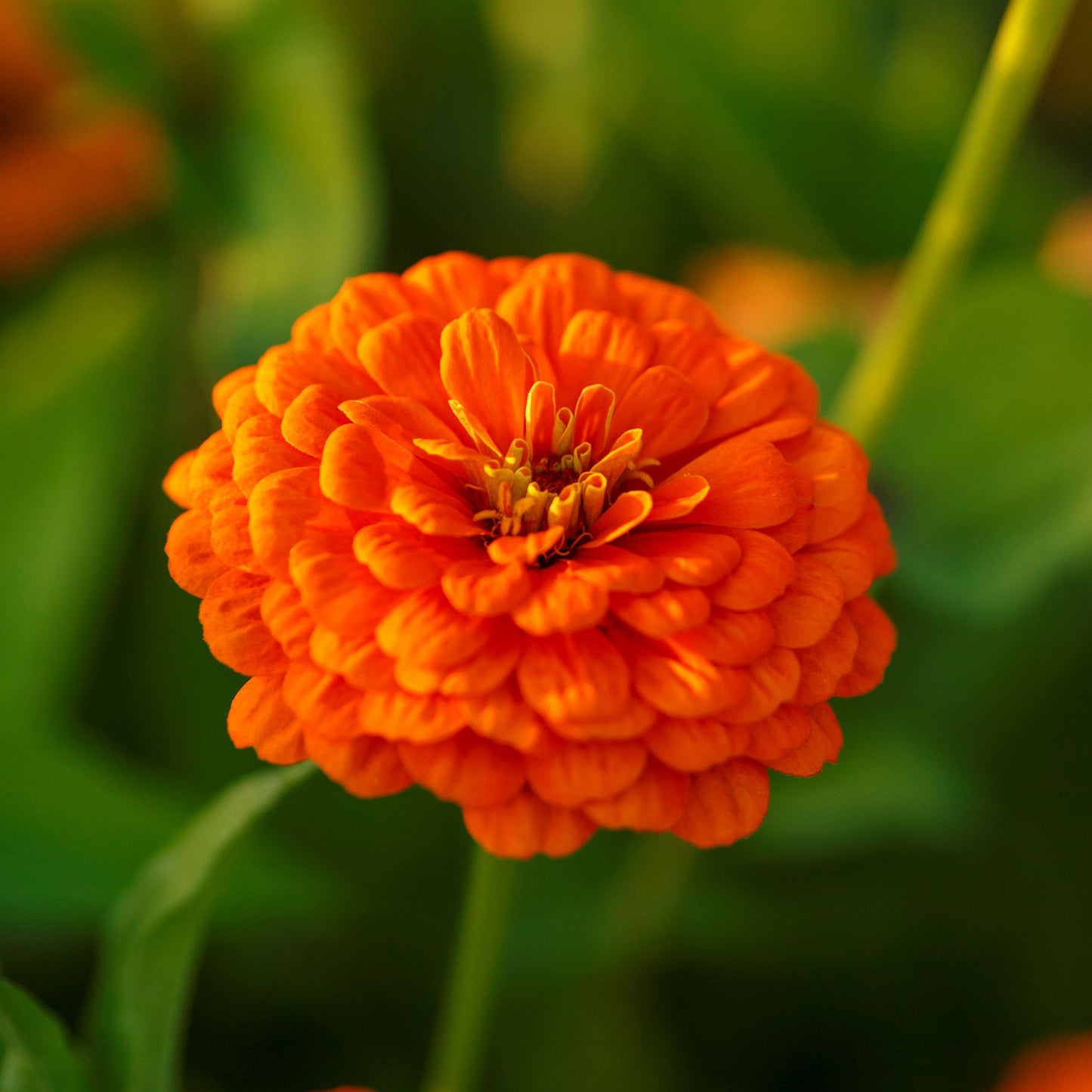 zinnia orange king