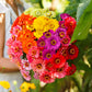 zinnia over rainbow mix