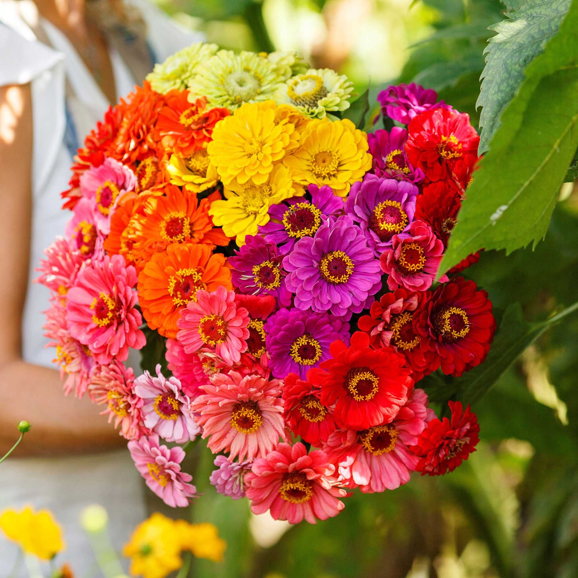 zinnia over rainbow mix