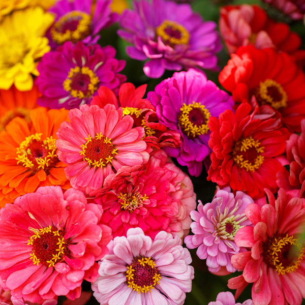 Bulk Zinnia Seeds Over the Rainbow Mix Bulk Seed Store