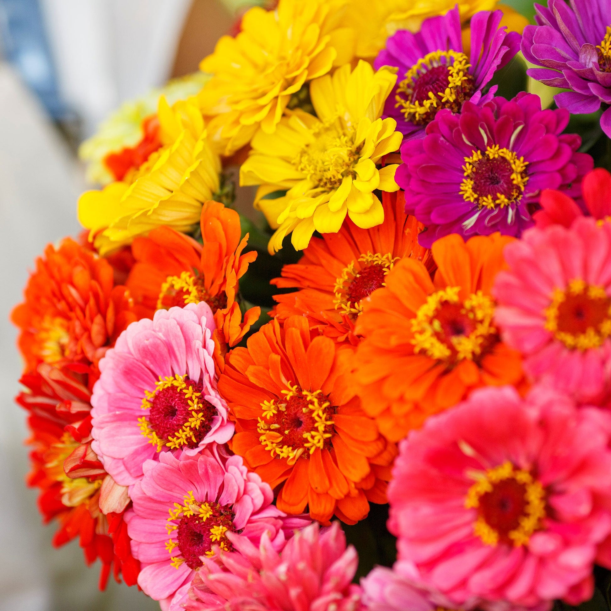 zinnia over rainbow mix