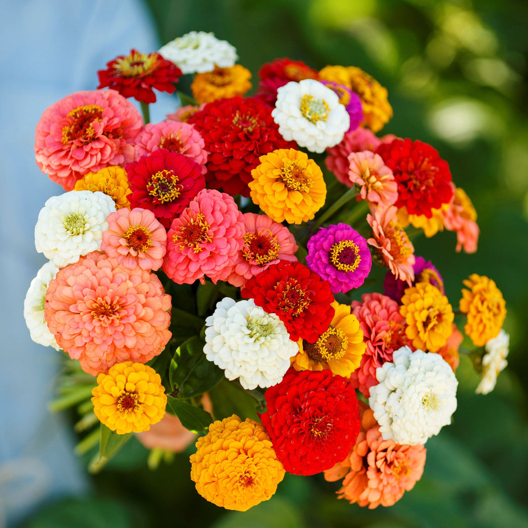 Bulk Zinnia Seeds Buy in Bulk & Save Bulk Seed Store