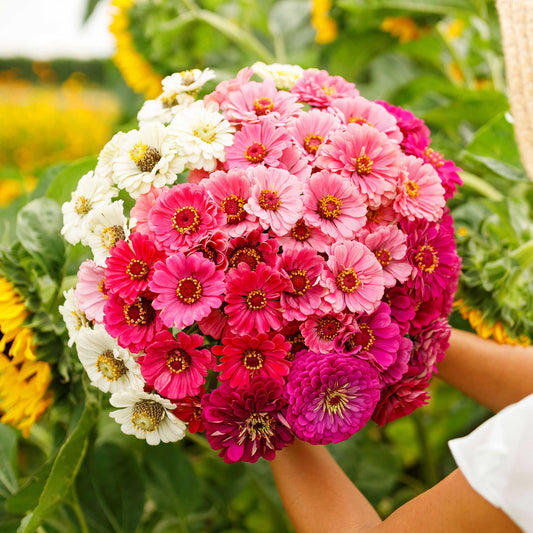 zinnia show stopper mix