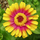 sombrero zinnia 