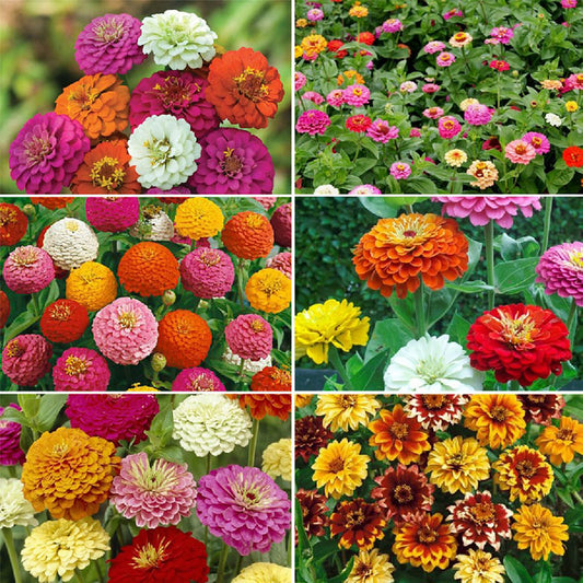 zinnia mix