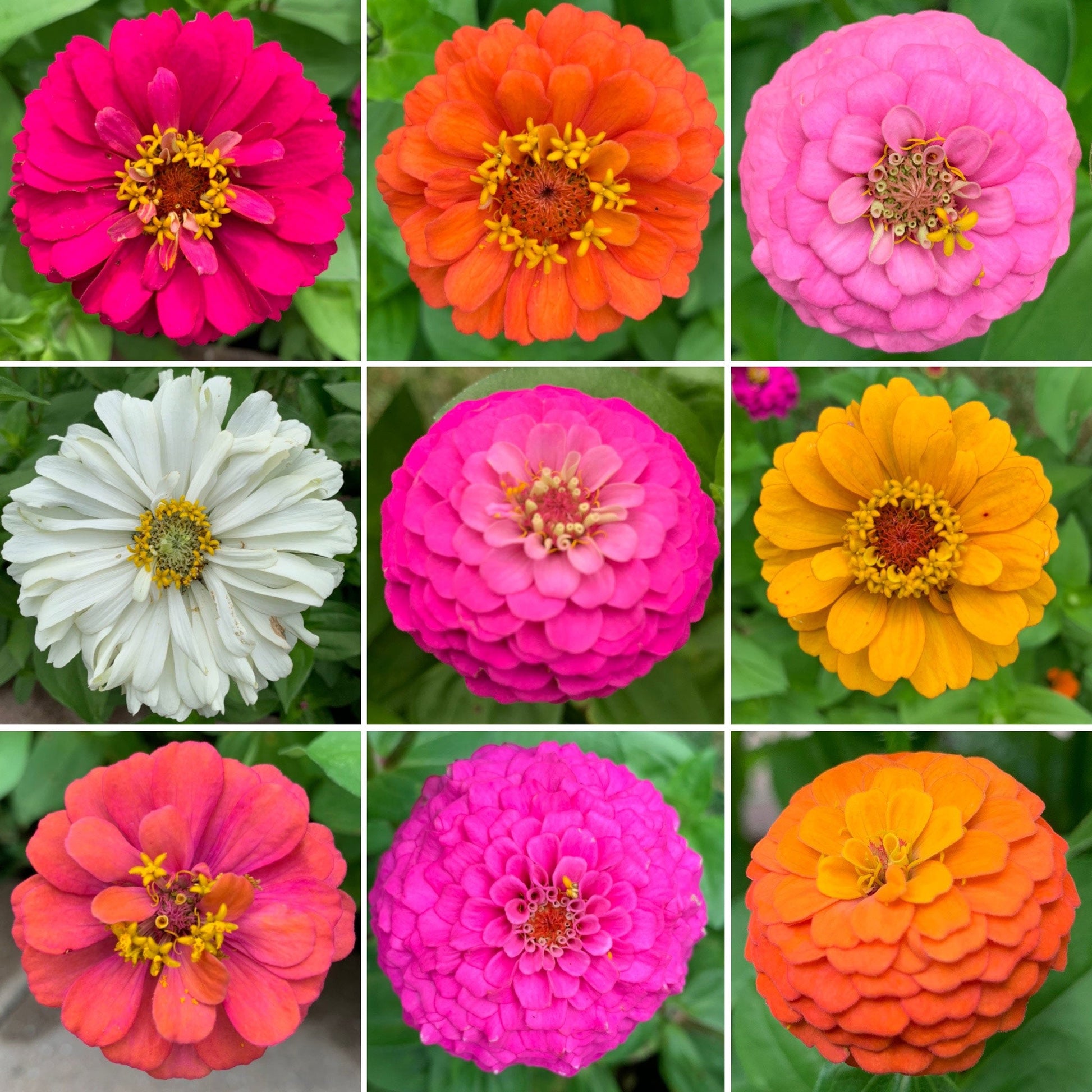zinnia flower seed Bulk Zin Master - Zinnia Flower Seed Mix